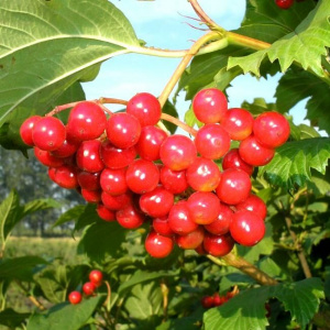 калина "зарница"