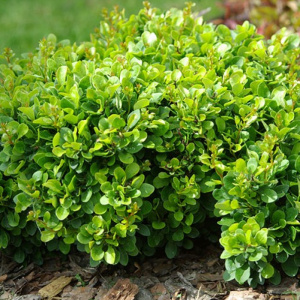барбарис тунберга  "kobold"