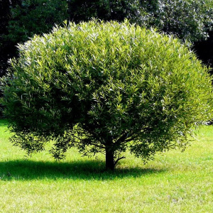 ива ломкая "буллата" / salix fragilis 'bullata'