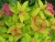 Спирея японская Goldflame / Spiraea japonica Goldflame спирея японская goldflame / spiraea japonica goldflame
