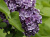 Сирень обыкновенная Сумерки сирень обыкновенная сумерки