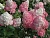 гортензия метельчатая  touch of pink
