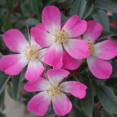 роза сизая / rosa glauca