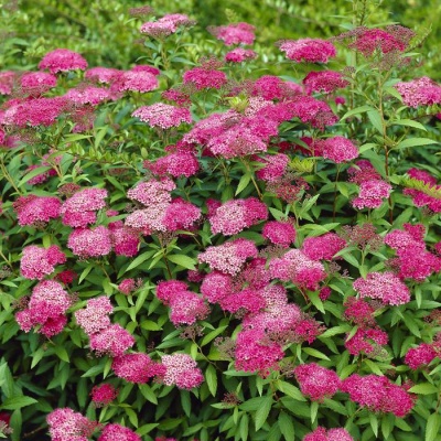 спирея японская anthony waterer / spiraea japonica anthony waterer
