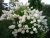 Гортензия метельчатая Grandiflora гортензия метельчатая grandiflora