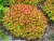 Спирея японская Goldflame / Spiraea japonica Goldflame спирея японская goldflame / spiraea japonica goldflame