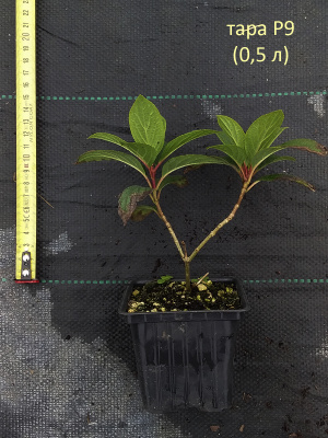 гортензия метельчатая hercules