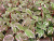 Дерен белый Sibirica Variegata / Cornus alba Sibirica Variegata дерен белый sibirica variegata / cornus alba sibirica variegata