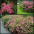 Спирея японская Froebelii / Spiraea japonica Froebelii спирея японская froebelii / spiraea japonica froebelii