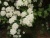 спирея вангутта / spiraea vanhouttei 