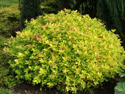 спирея японская gold mound / spiraea japonica gold mound