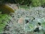 ива ползучая nitida / salix repens nitida