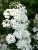 Спирея ниппонская June Bride / Spiraea nipponica June Bride спирея ниппонская june bride / spiraea nipponica june bride