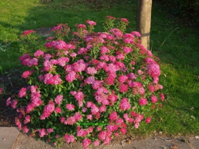 спирея японская anthony waterer / spiraea japonica anthony waterer