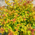 Спирея японская Firelight / Spiraea japonica Firelight спирея японская firelight / spiraea japonica firelight