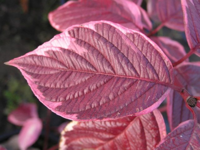 дерен белый sibirica variegata / cornus alba sibirica variegata