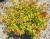 Спирея японская Firelight / Spiraea japonica Firelight спирея японская firelight / spiraea japonica firelight