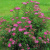 Спирея японская Anthony Waterer / Spiraea japonica Anthony Waterer спирея японская anthony waterer / spiraea japonica anthony waterer